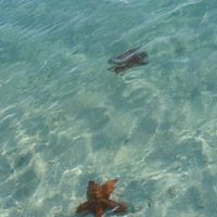 Etoiles de mer