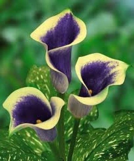 arum ou calla