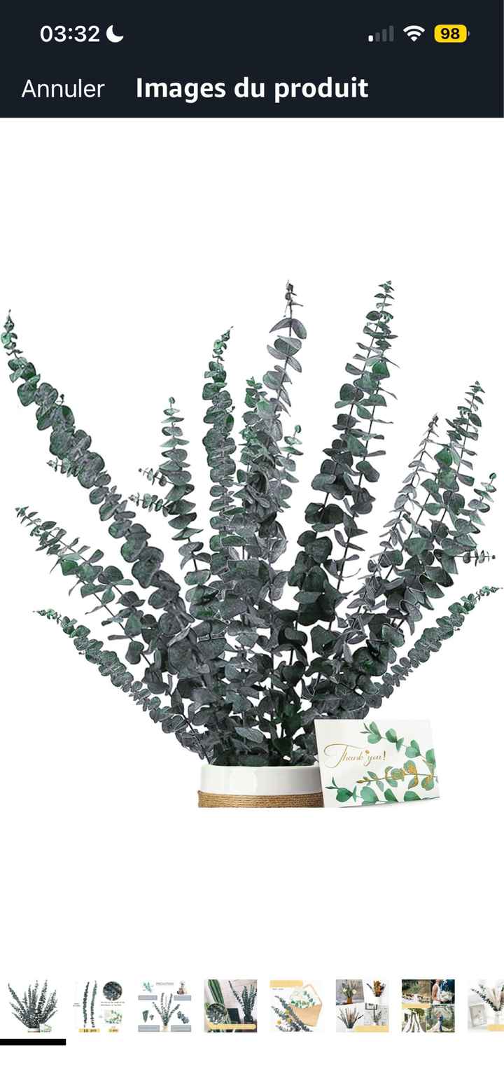 Feuillage d’eucalyptus - 1