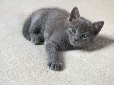 Mon bébé chat 