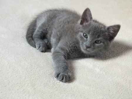 Mon bébé chat 