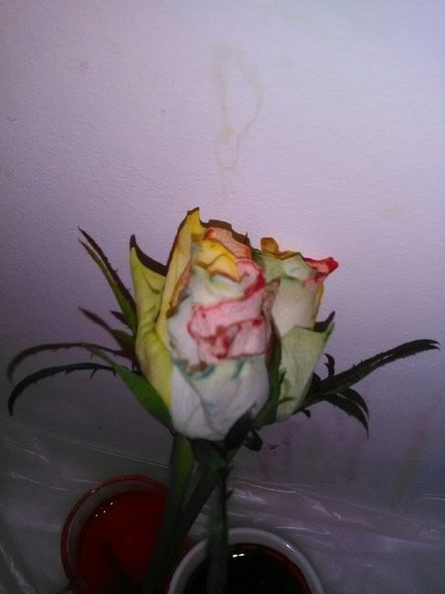 Test diy vrai rose arc en ciel en cours - 2