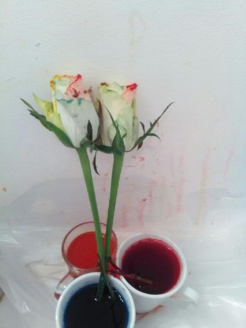 Nouvelle de mon diy rose arc en ciel - 2