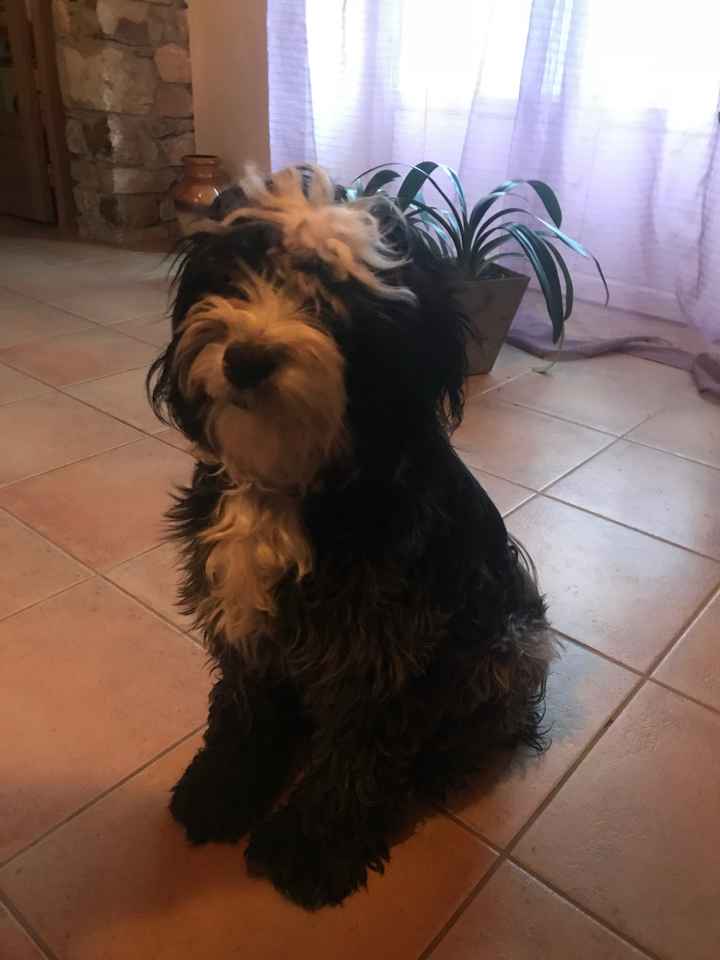 Vos animaux seront-ils présents le jour J ? - 1