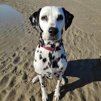 Séduite par : quel animal ! - 1