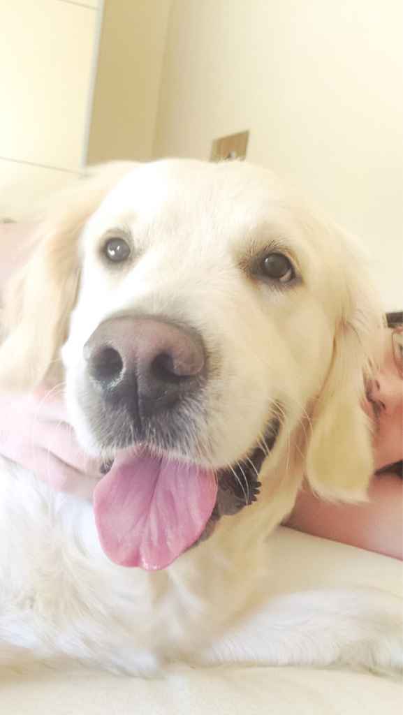 Prendre son chien le jour de son mariage - 1