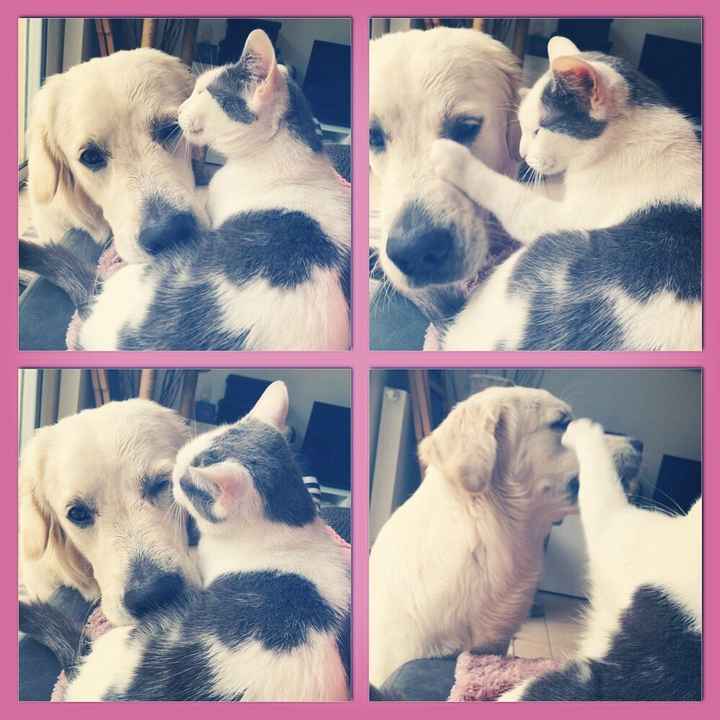 Nos amis les bêtes - 1