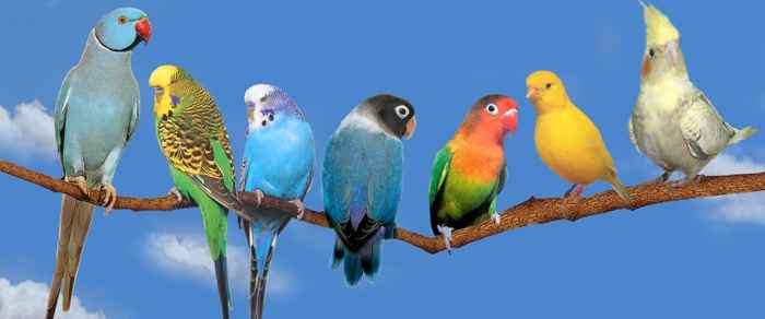 thème des oiseaux
