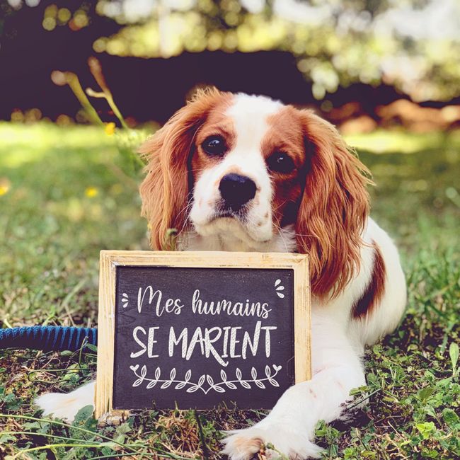 Animaux de compagnie - 1
