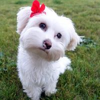 Présence des animaux ? - 1