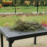 [Diy] confettis végétaux - 1