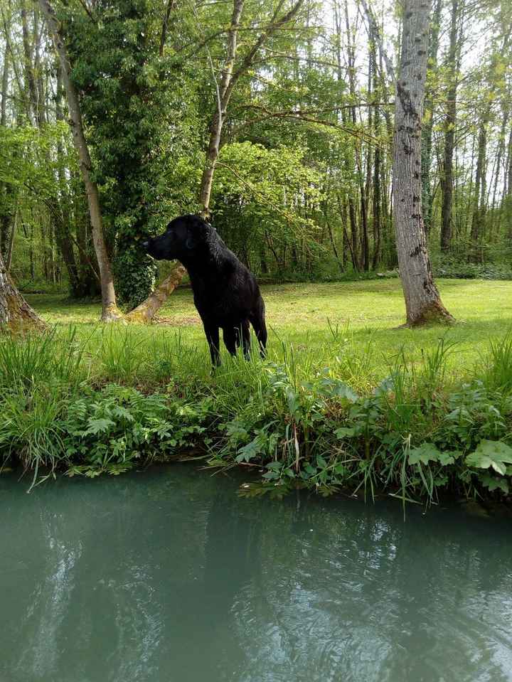 Gamble (ou mongolito pour les intimes)