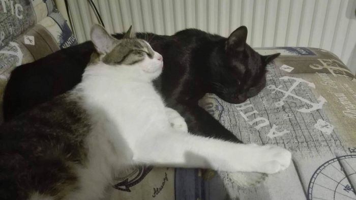 les inséparables :D