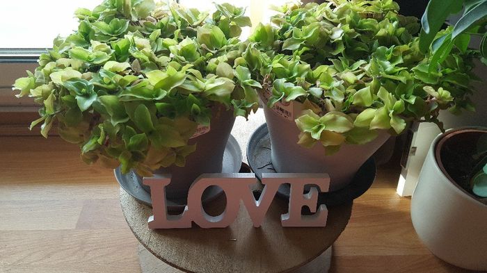  Recyclage deco table - 2