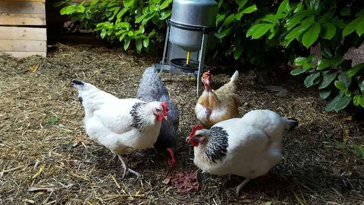 Montrez moi vos animaux ! - 2