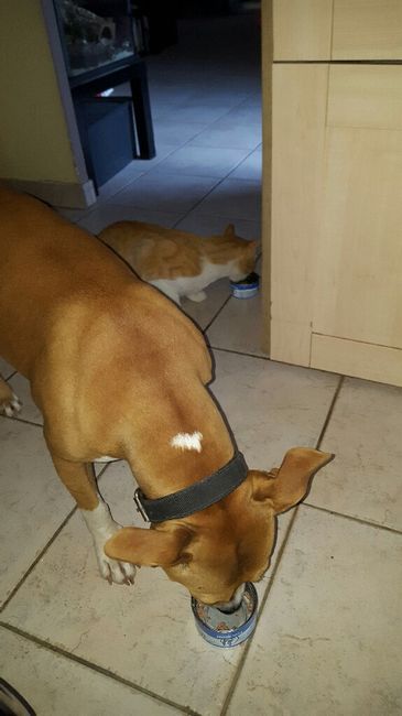 Montrez moi vos animaux ! - 1
