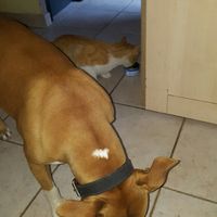 Montrez moi vos animaux ! - 1