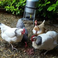 Montrez moi vos animaux ! - 2