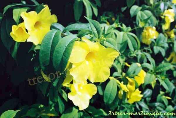 Allamanda