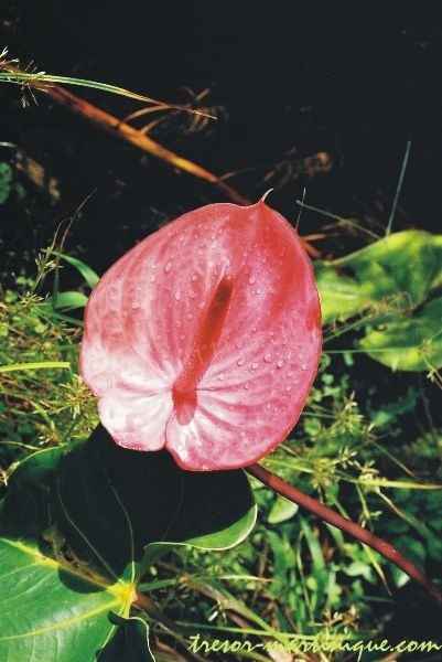 Anthurium
