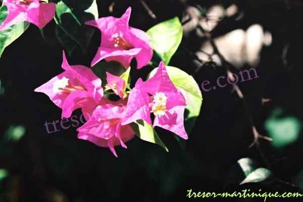 Bougainvillée