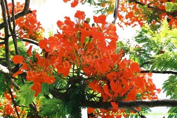 Flamboyant