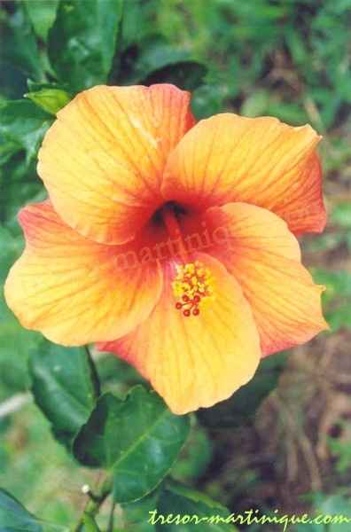 Hibiscus