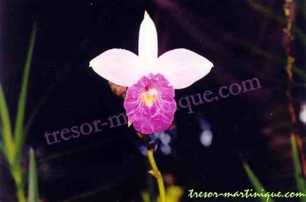 Orchidée