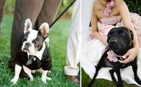 chiens