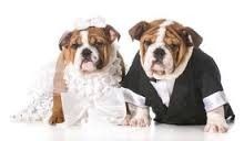 chiens