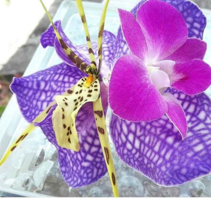 Fleurs locales ou piv? - 4