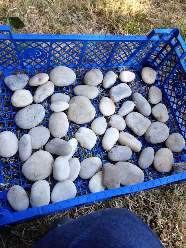 Mon cher poulailler - 1