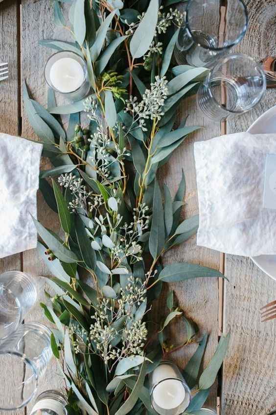 eucalyptus 