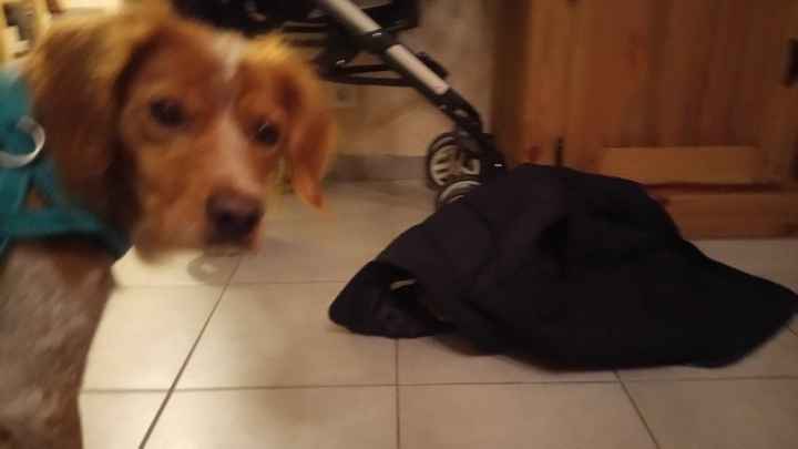  Mon petit bébé chat 😋 - 1