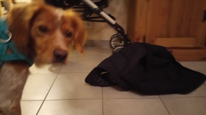  Mon petit bébé chat 😋 - 1