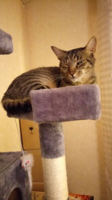  Mon petit bébé chat 😋 - 1