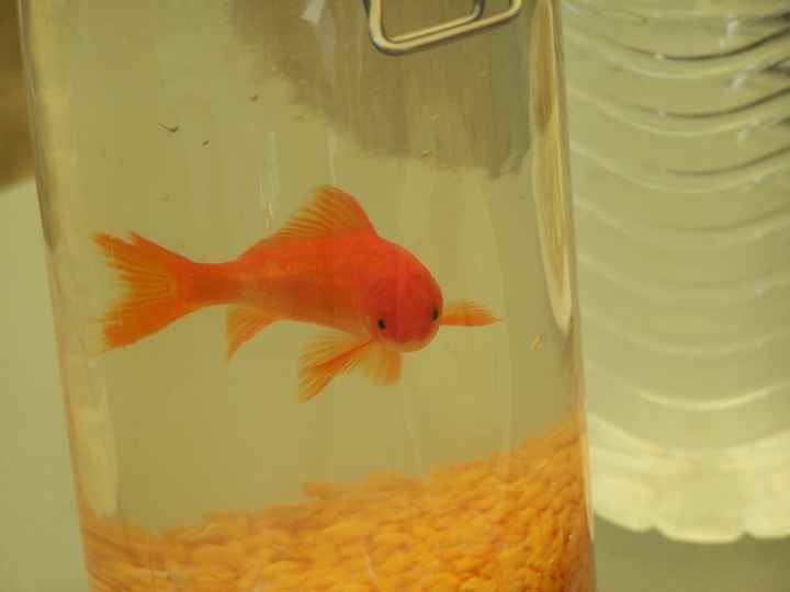 Un petit poisson