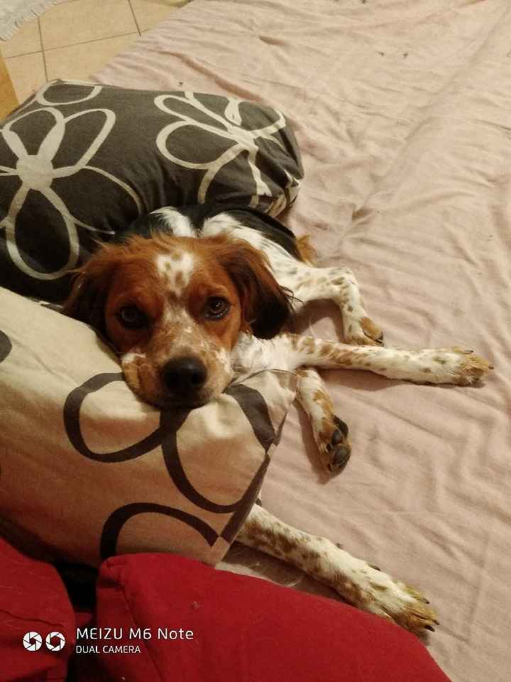 Et Vos Loulous quels places auront ils ? - 1