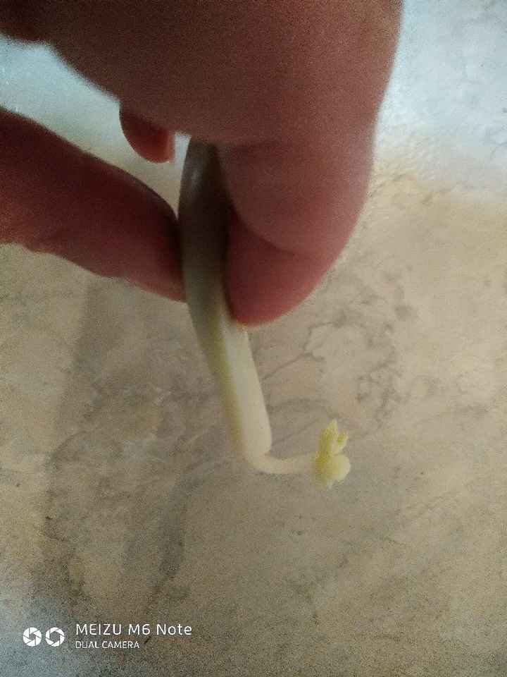 Plantes grasses: seront-elles prêtes à temps? - 1