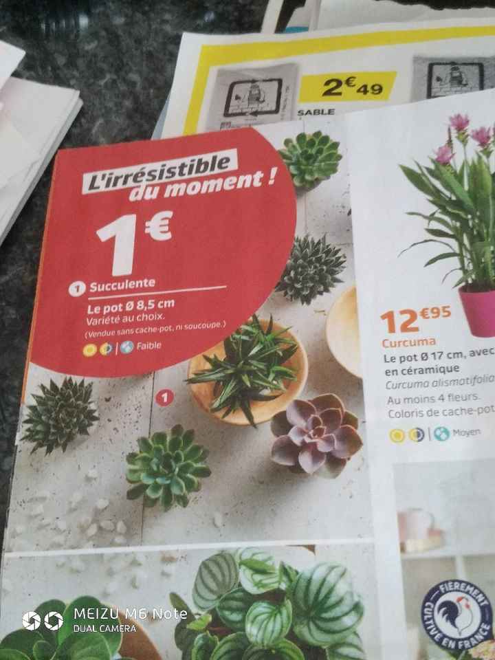 Plantes grasses à 1e - 1