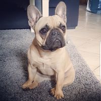 Pour ceux qui ont un chien - 1