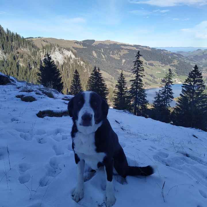 Des photos avec vos chiens ? 🐶 - 1