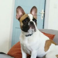 Et Vos Loulous quels places auront ils ? - 1