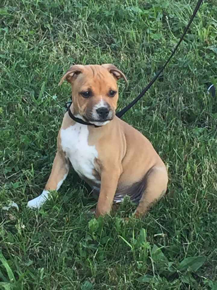 Et les animaux ? - 1