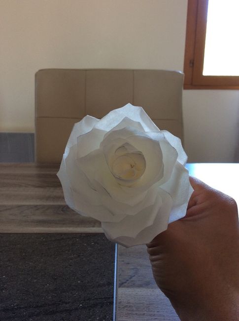 Rose blanche