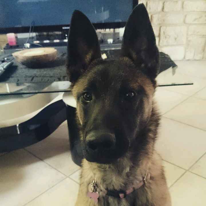 Vos chiens seront-ils présents? - 2