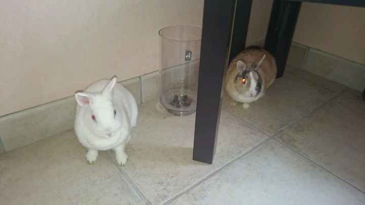 Un animal de compagnie à la maison juste après le mariage ? - 2