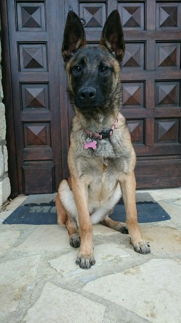 Vos chiens seront-ils présents? - 1