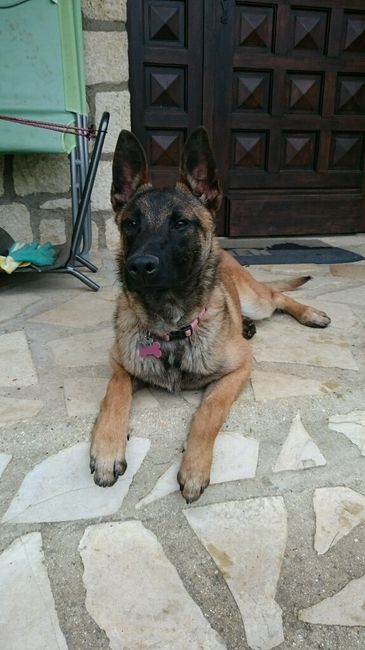Vos chiens seront-ils présents? - 1