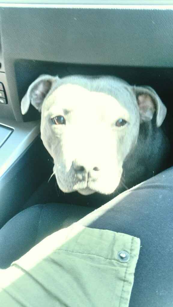 Montrez moi vos animaux ! - 1